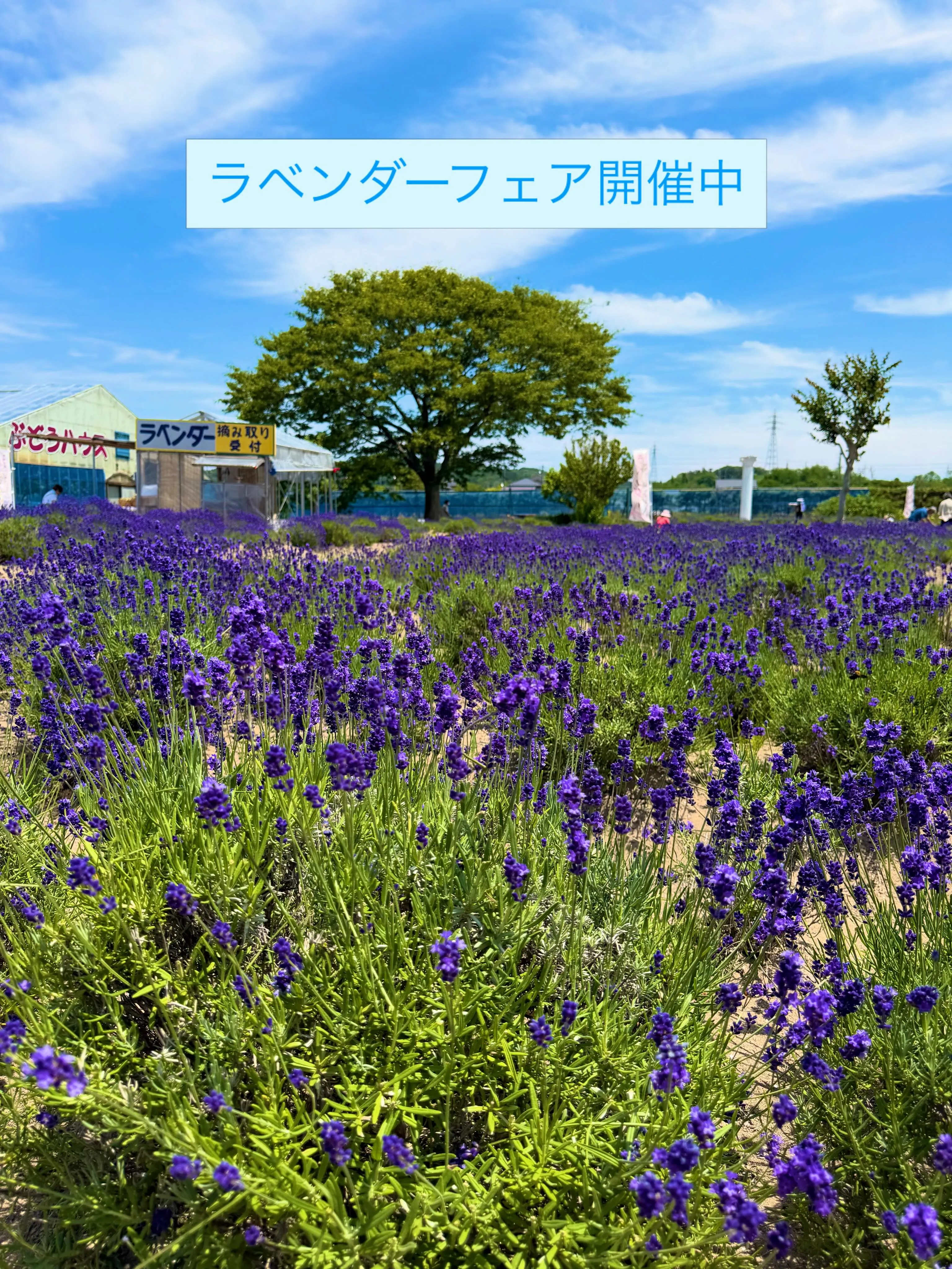 【ラベンダーフェアinハーブワールドAKITA】（1枚目）